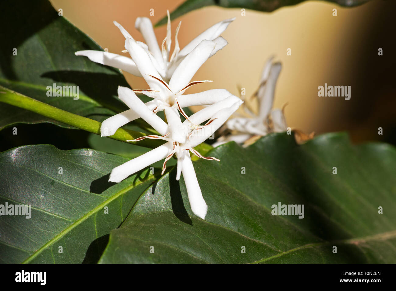 Coffee tree (Coffea arabica)  in bloom Stock Photo