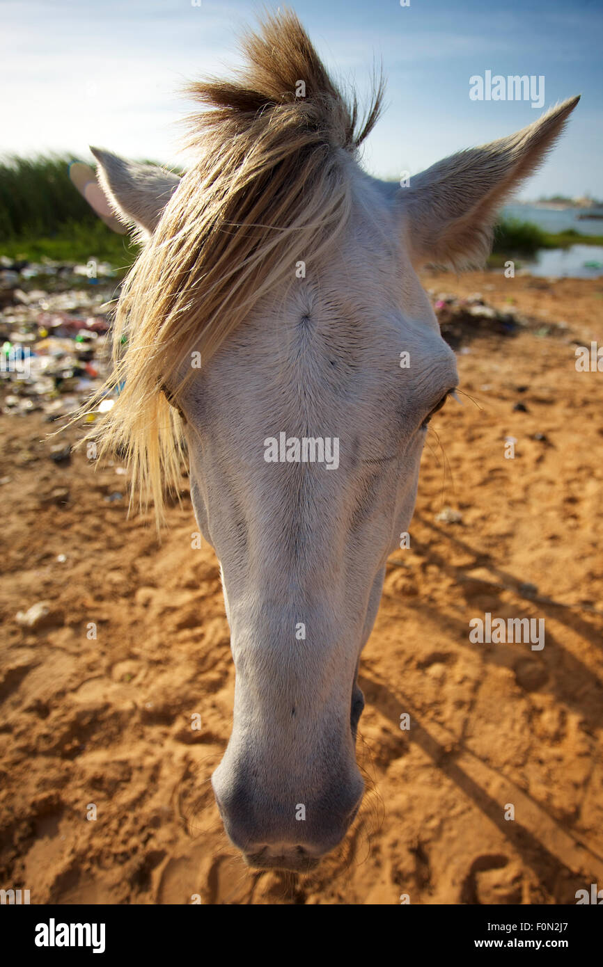 Front view of a white horse in Saint-Louis near by the river, Senegal 2013 Stock Photo