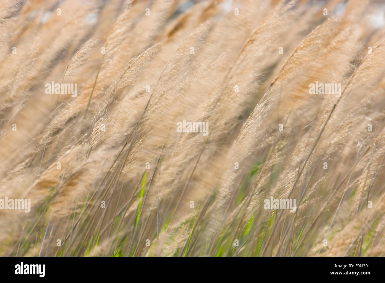 Wind Blowing Reeds Reeds blowing wind hi-res stock photography and images - Alamy