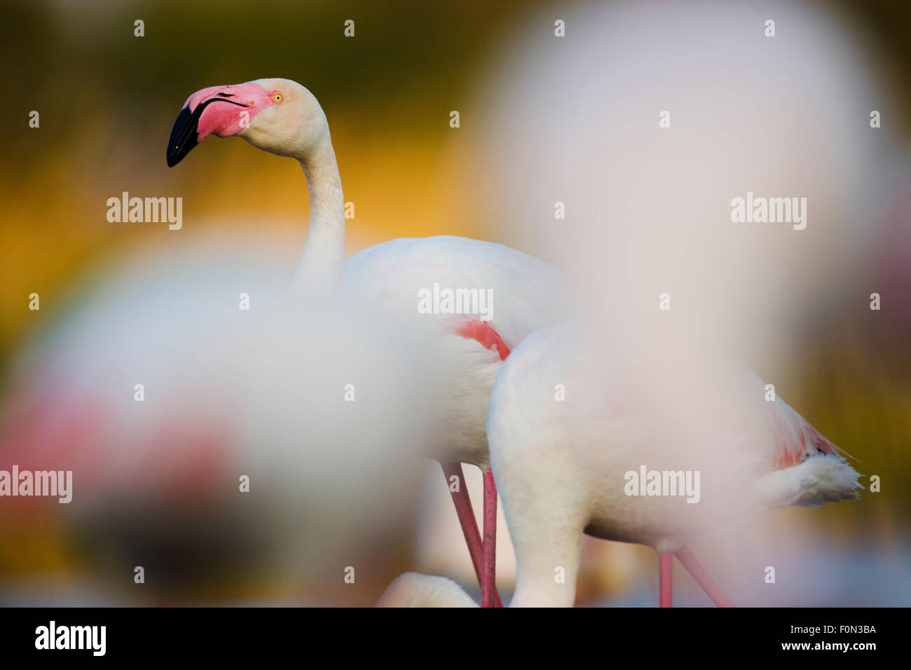 Greater flamingos (Phoenicopterus roseus) in lagoon, Pont Du Gau, Camargue, France, May 2009 Stock Photo