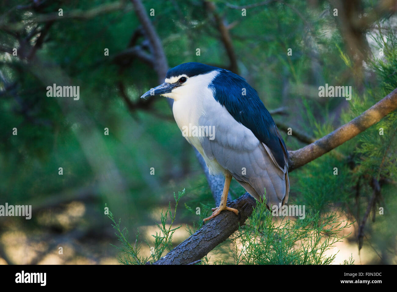 Black-crowned night heron (Nycticorax nycticorax) on branch, Camargue, France, May 2009 Stock Photo