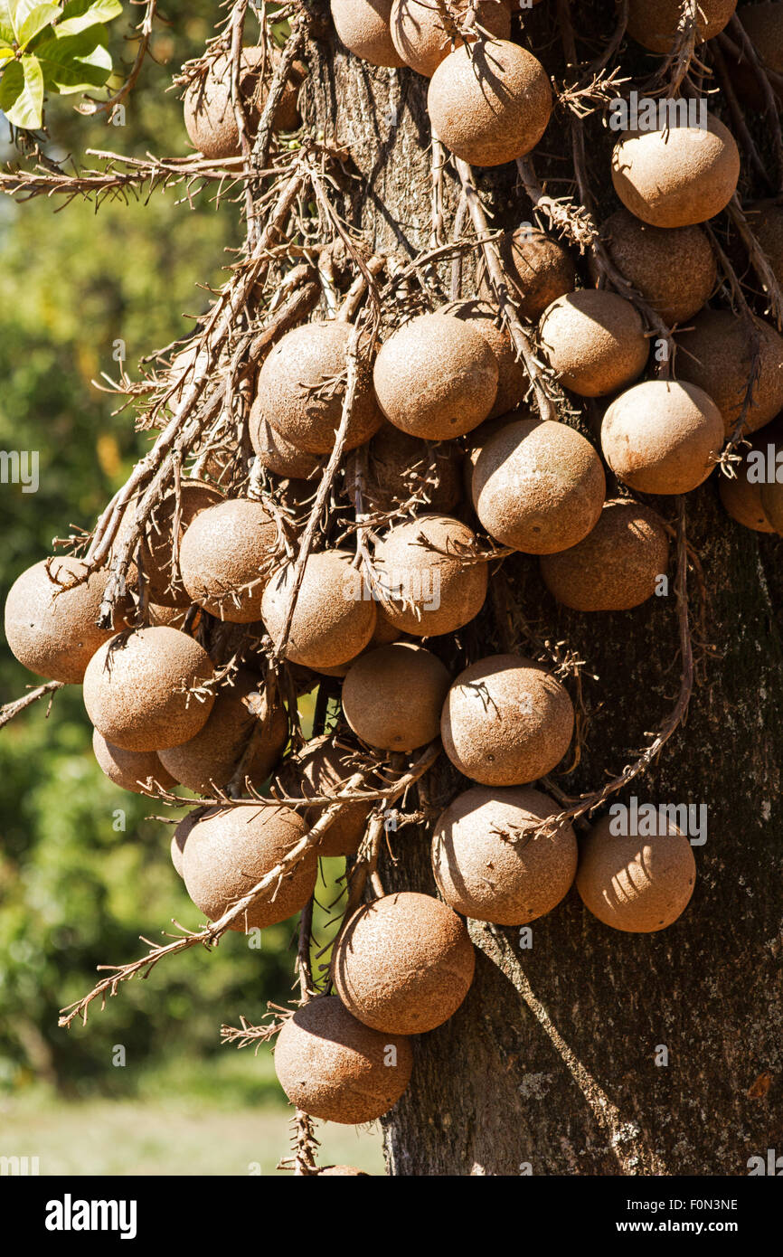 Cannonball Tree (Couroupita guianensis) fruits Stock Photo - Alamy