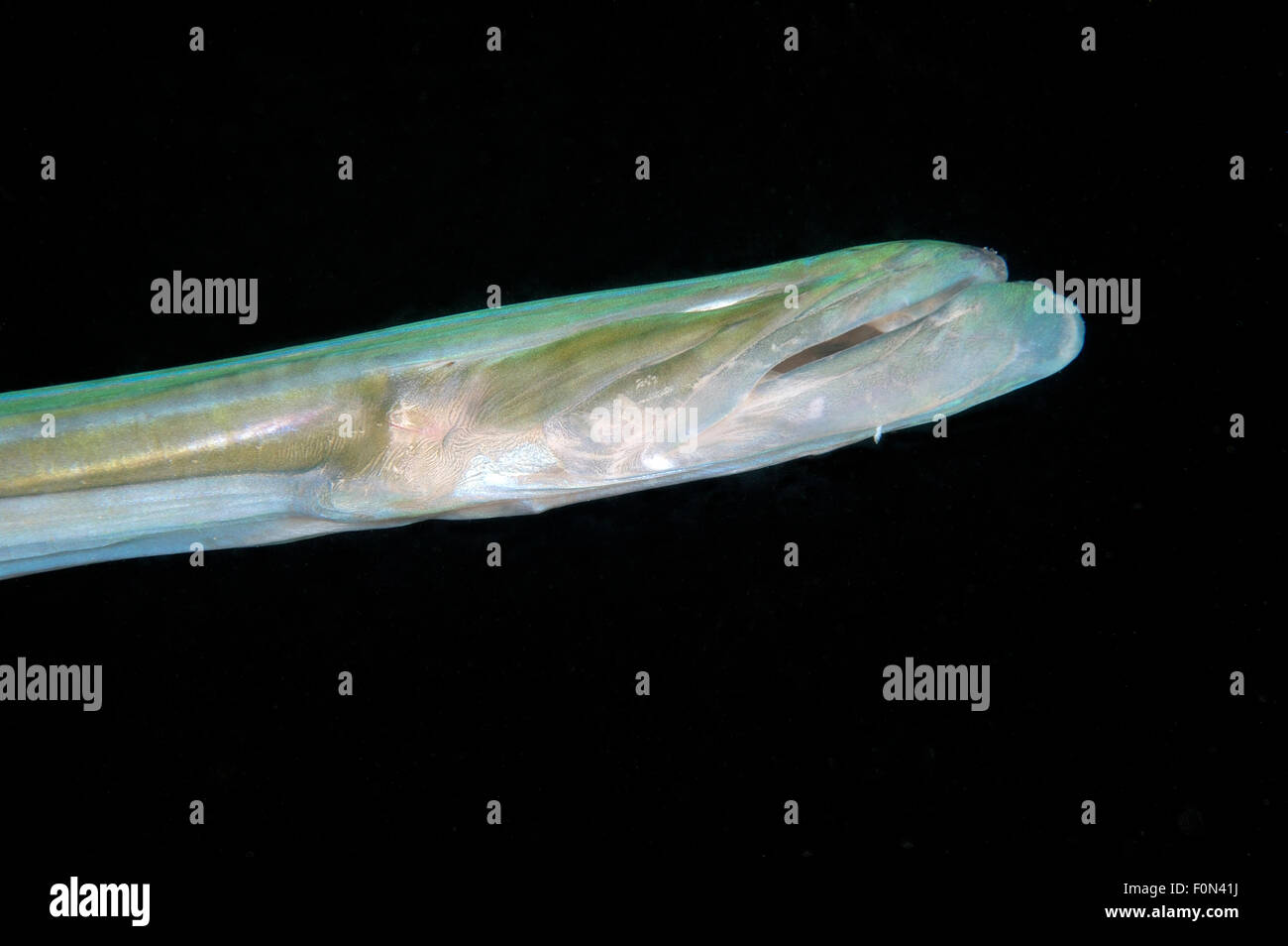 VERY CLOSEUP VIEW OF MOUTH Stock Photo Alamy