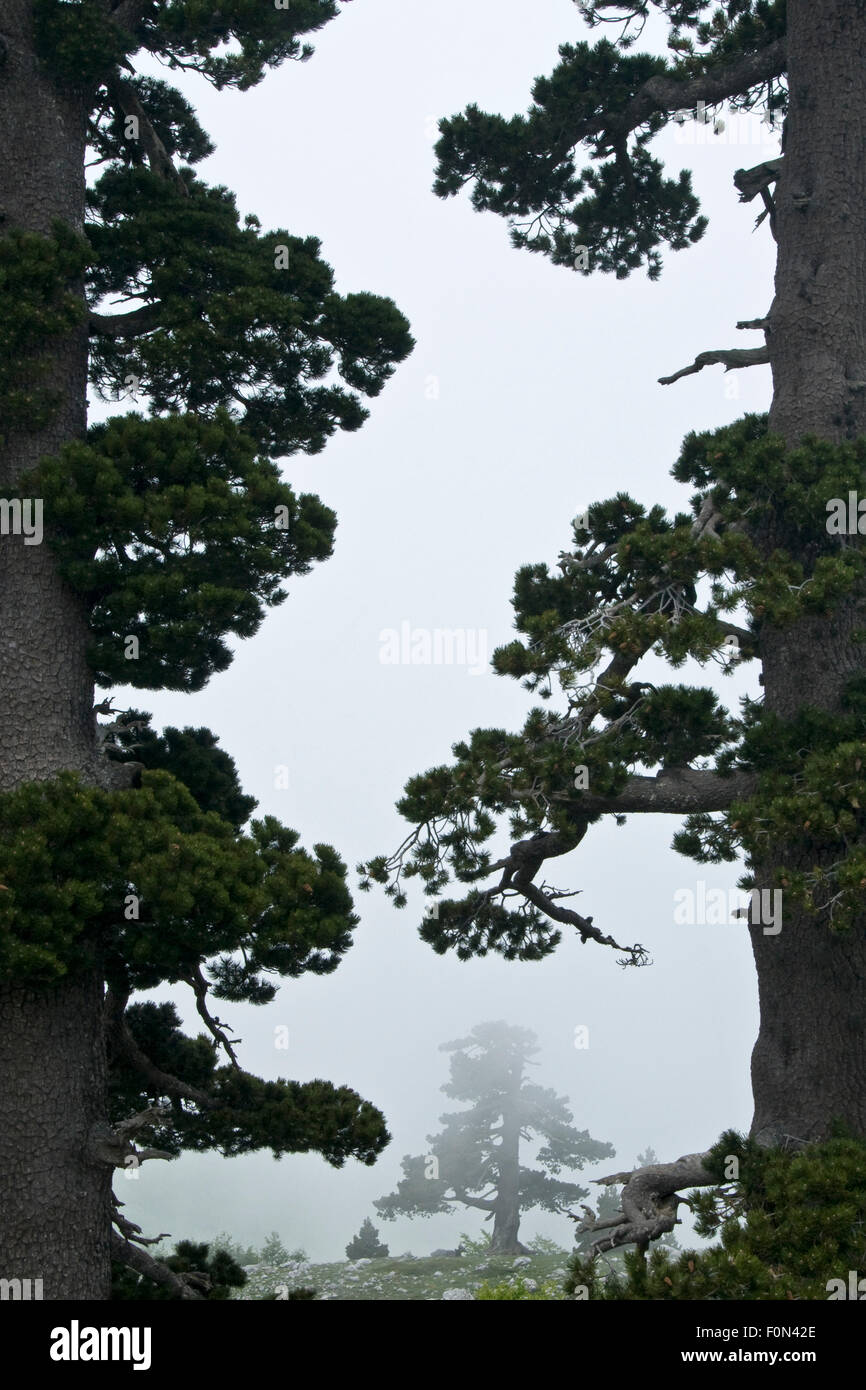 Bosnian pine trees (Pinus leucodermis) in mist, Pollino National Park, Basilicata, Italy, May 2009 Stock Photo