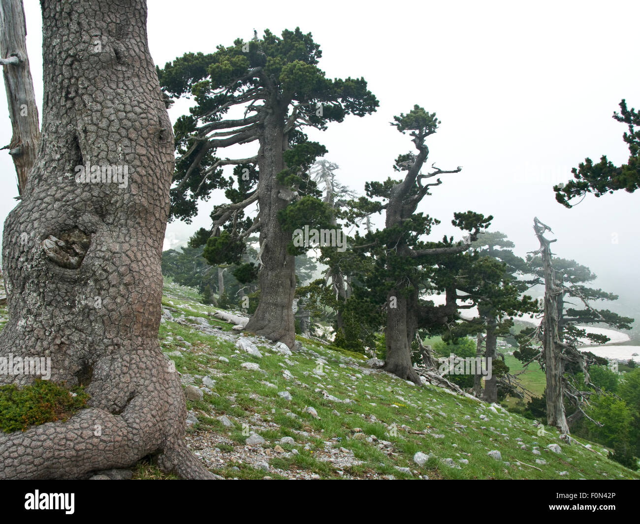 Bosnian pine trees (Pinus leucodermis) Pollino National Park, Basilicata, Italy, May 2009 Stock Photo