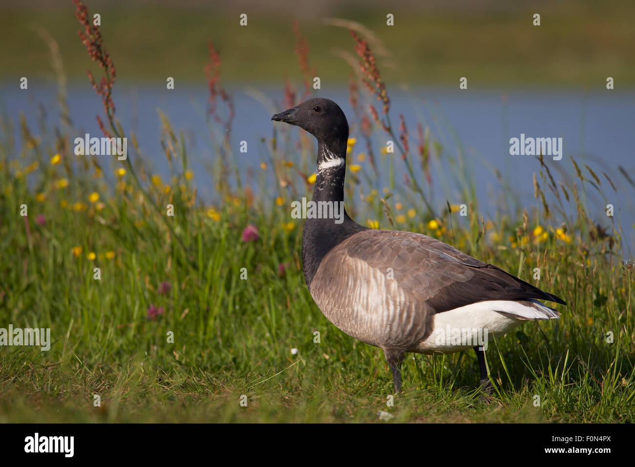 Белолобый гусь. Американская казарка. Гусь казара. Гусь краснозобая казарка. Белолобый гусь.