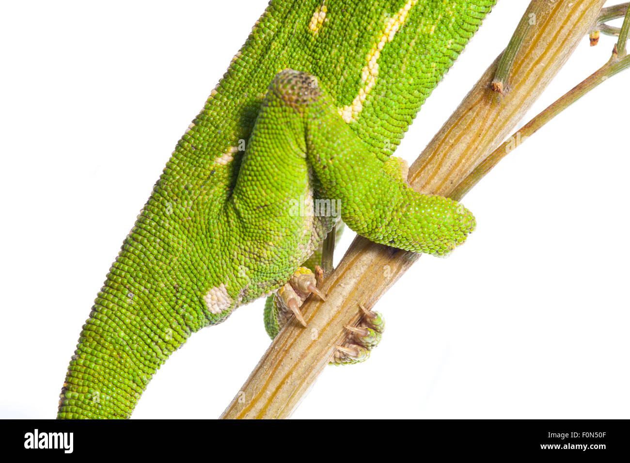 Common chameleon (Chameleo chameleo) hind feet, Huelva, Andalucia, Spain, April 2009 Stock Photo