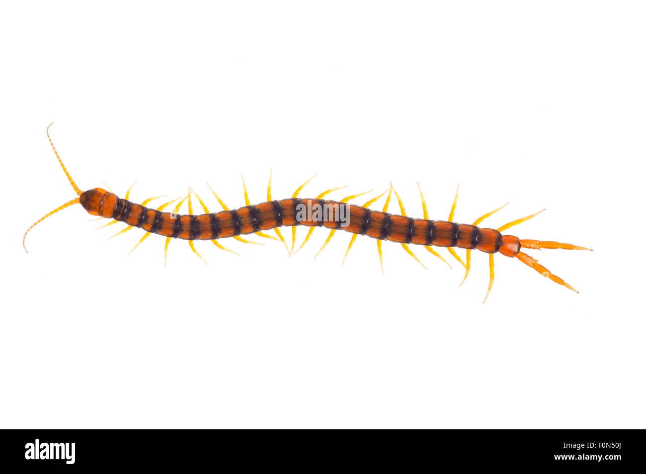 Centipede (Scolopendra cingulata) Huelva, Andalucia, Spain, April 2009 Stock Photo