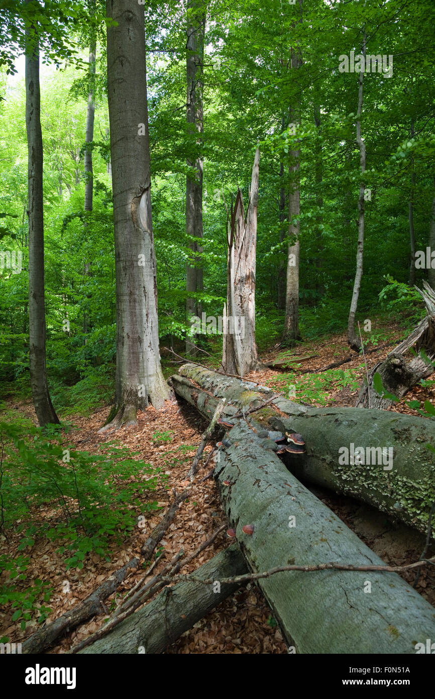 Trunk Of A Dead Beech Tree Hi res Stock Photography And Images Alamy