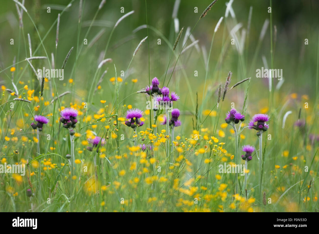 Flowering meadow with Thistles (Cirsium rivulare) and Buttercups (Ranunculus acris) Poloniny National Park, Western Carpathians, Slovakia, Europe, May 2009 Stock Photo