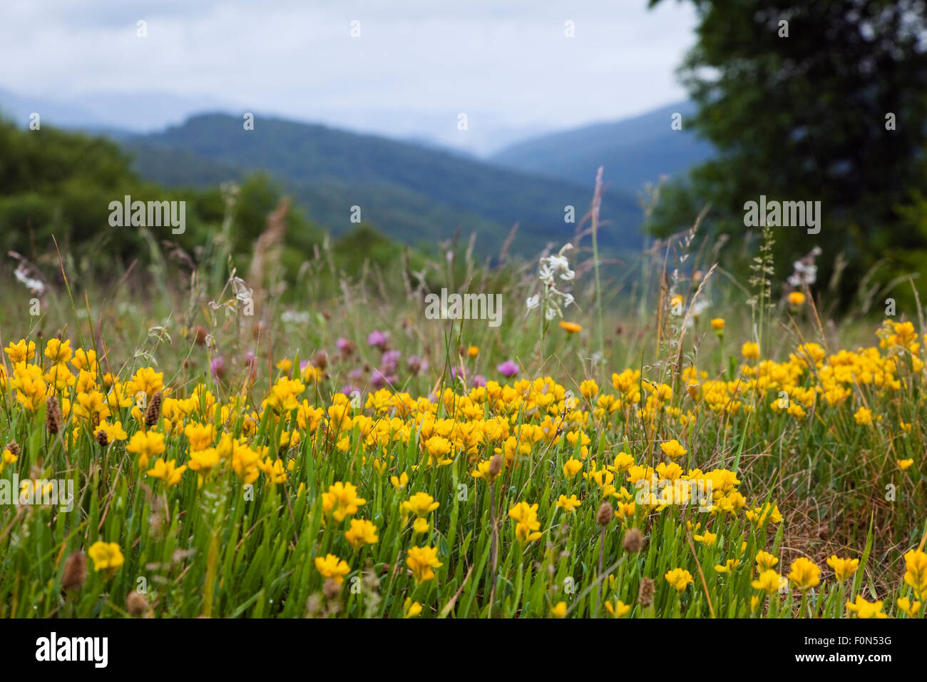 Broom (Genista sagittalis) flowering in meadow, Poloniny National Park, Western Carpathians, Slovakia, Europe, May 2009 Stock Photo