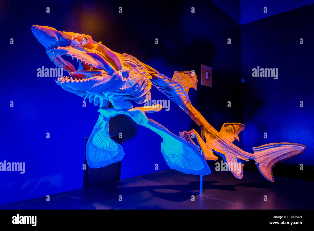 Shark Skeleton Cartilage