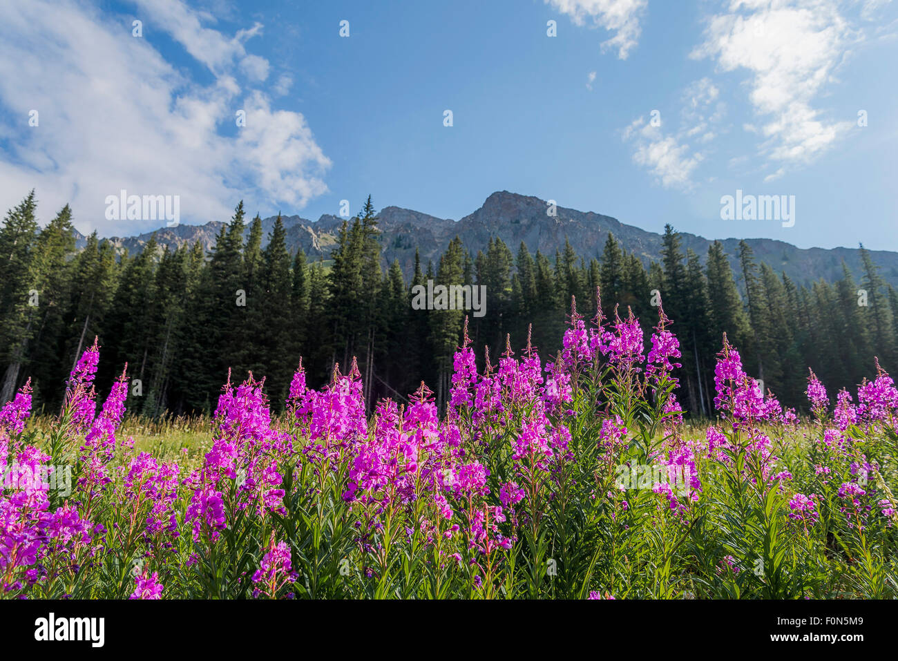 Fireweed flowers, Kananaskis, Alberta, Canada Stock Photo Alamy