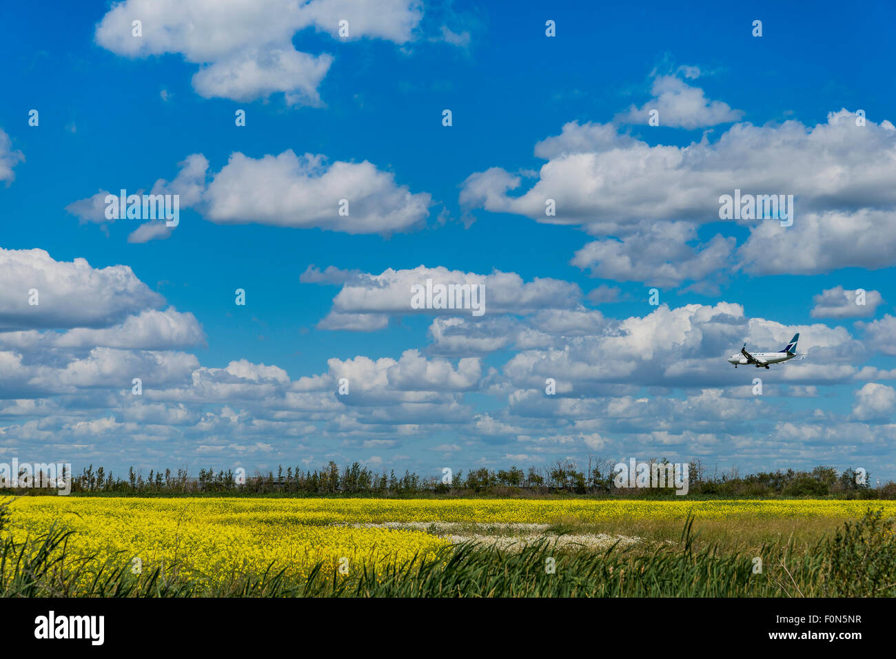 Canola field, Leduc, near Edmonton International Airport, , Alberta, Canada Stock Photo