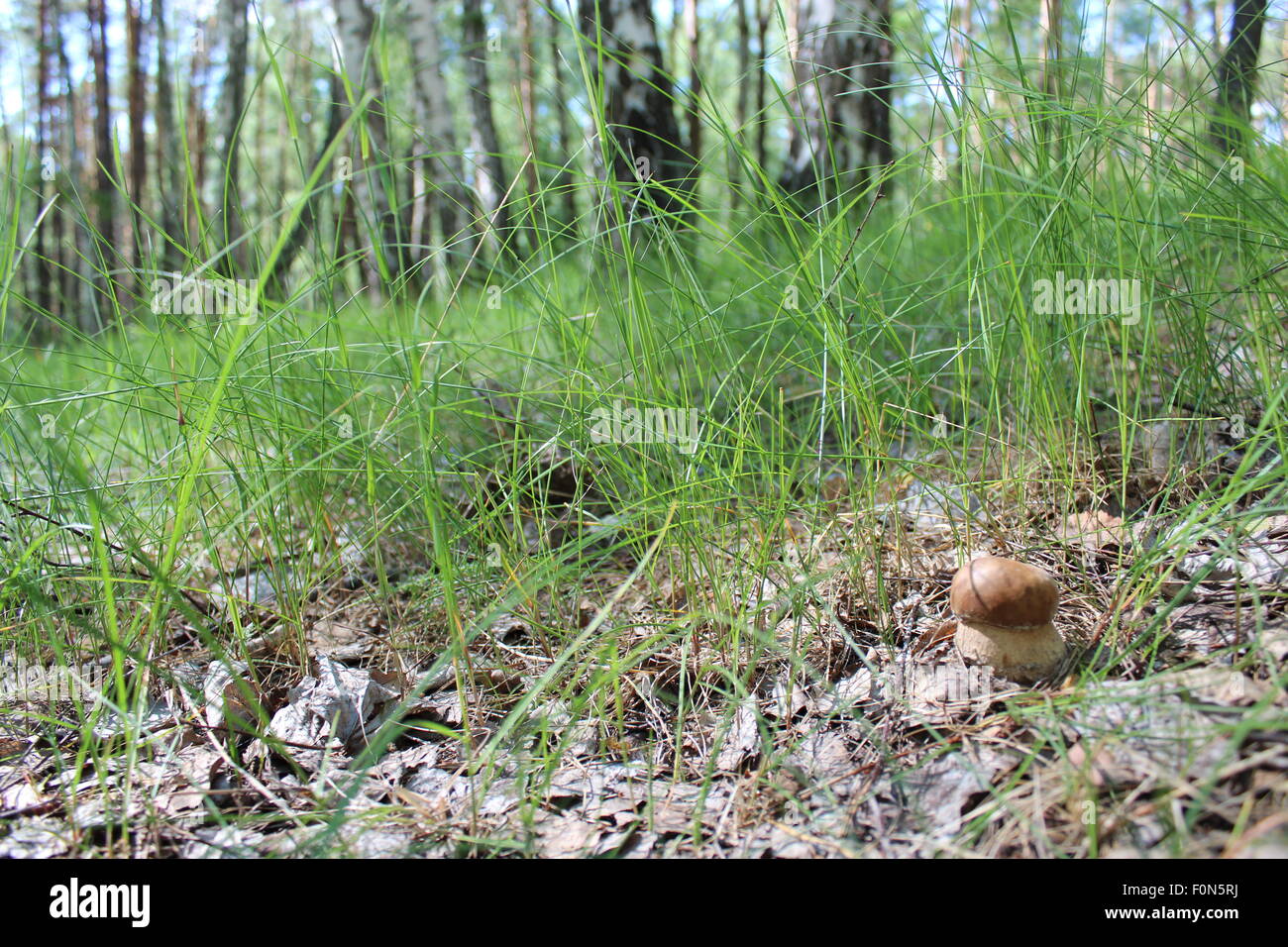 image of beautiful and small cep in the grass Stock Photo