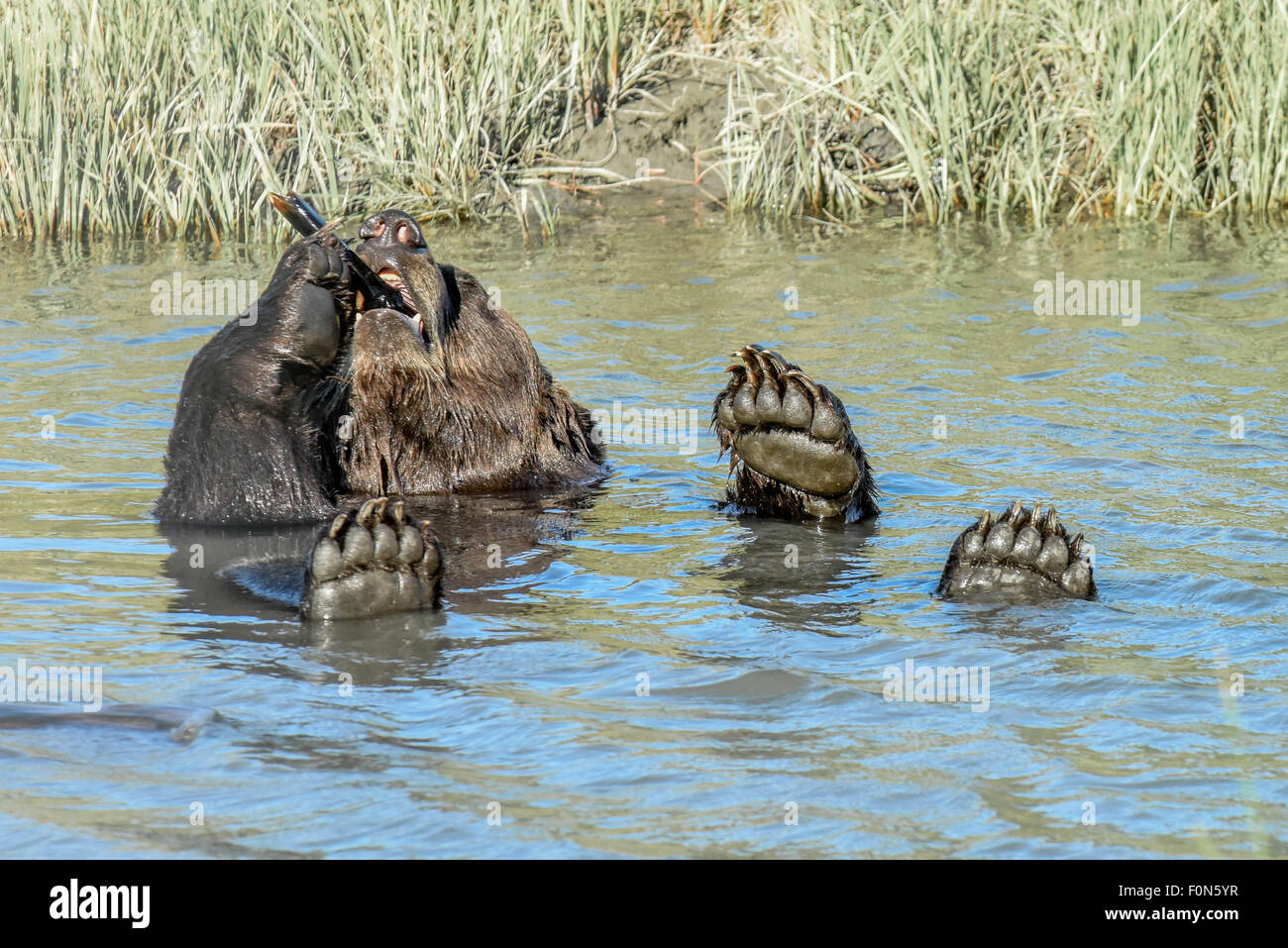 A very cute brown bear / grizzly bear holds a bone like a cigar with four paws up - floating in a stream near Anchorage, Alaska Stock Photo