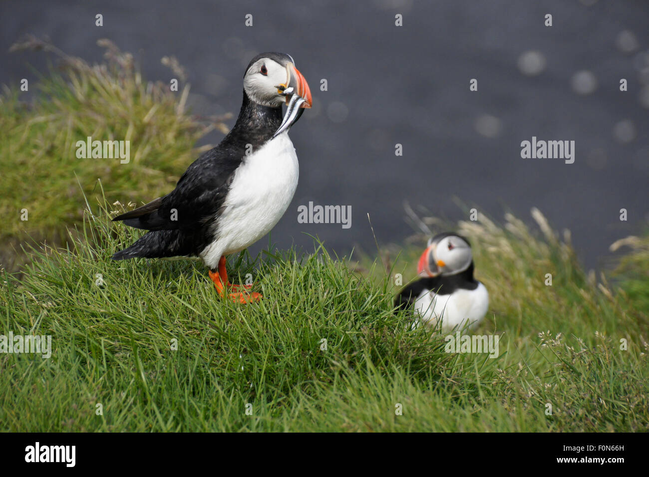 Atlantic puffin with sand eels in beak, Ingolfshofdi promontory, southern Iceland Stock Photo