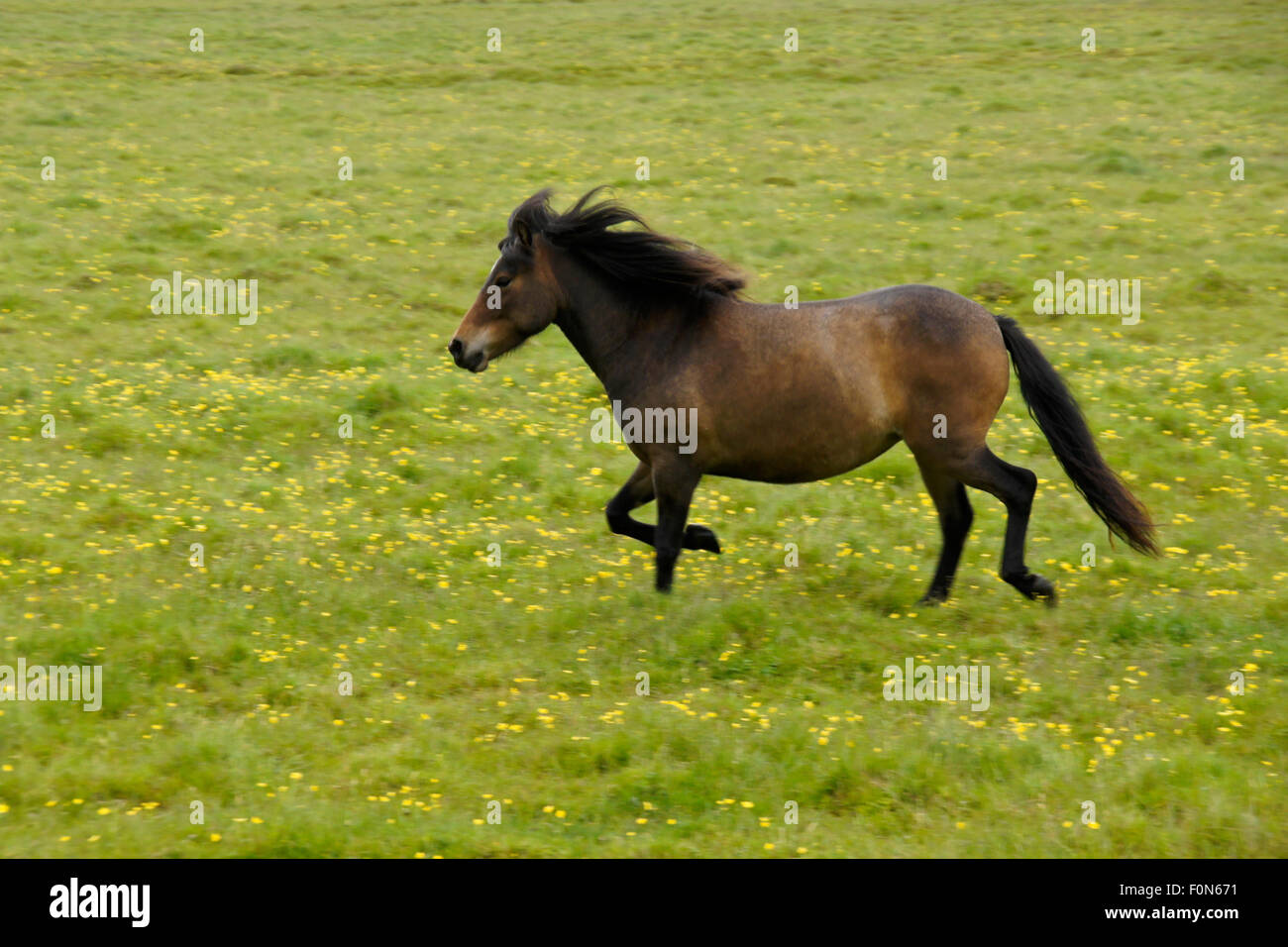 Icelandic horse running in pasture, southern Iceland Stock Photo