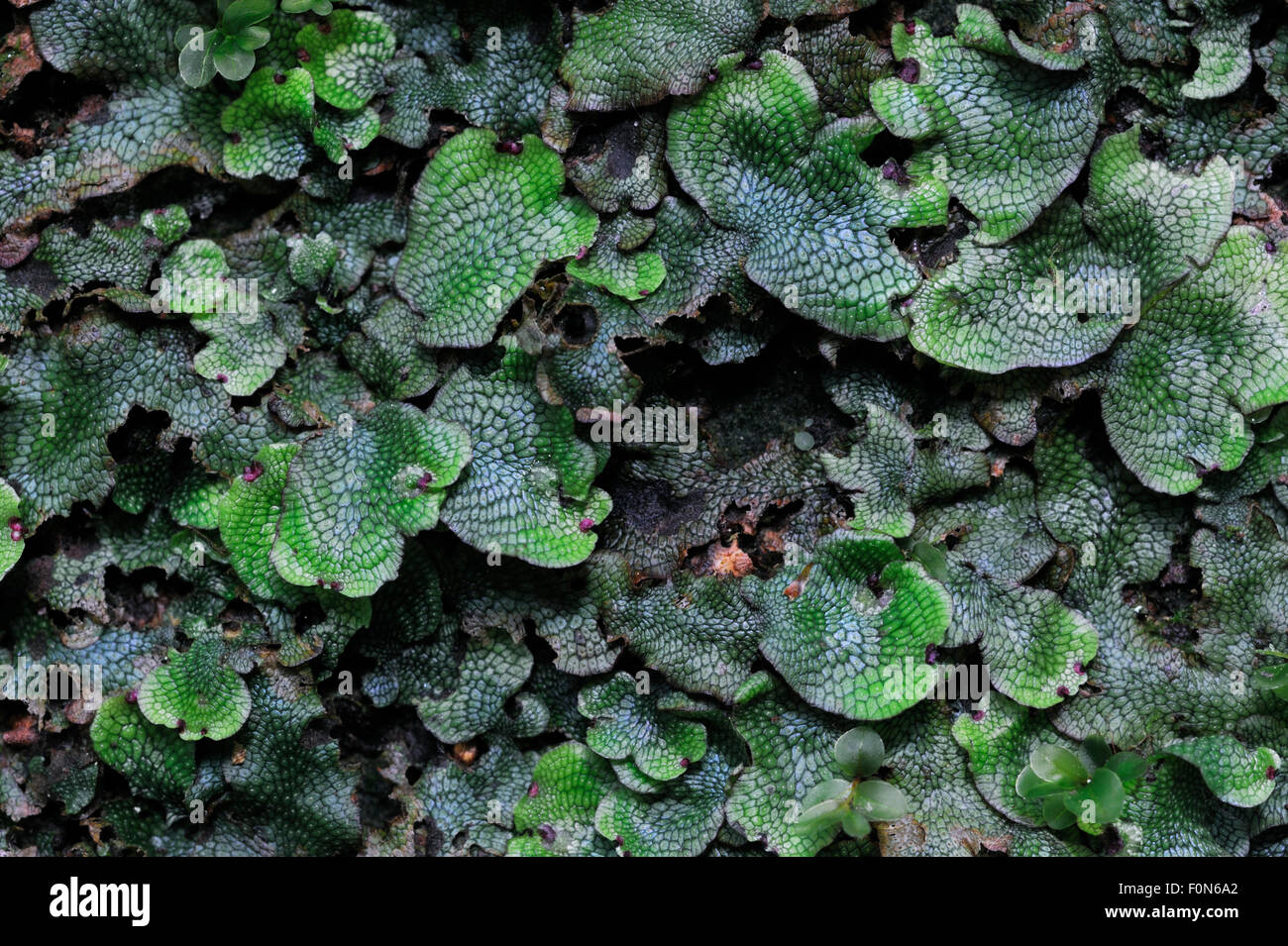 http://www.alamy.com/stock-photo-common-liverwort-jungermannia-polymorpha-and-dotted-thyme-moss-rhizomnium-86517818.html