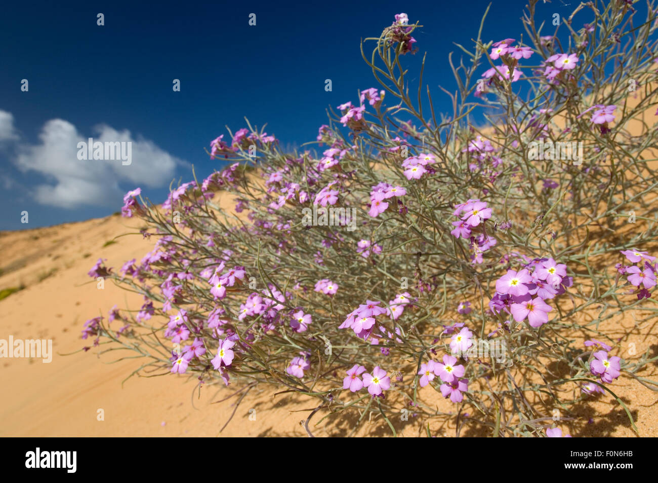 (Malcolmia littorea) in flower on sand dune, Almograve, Alentejo, Natural Park of South West Alentejano and Costa Vicentina, Portugal, June 2009 Stock Photo