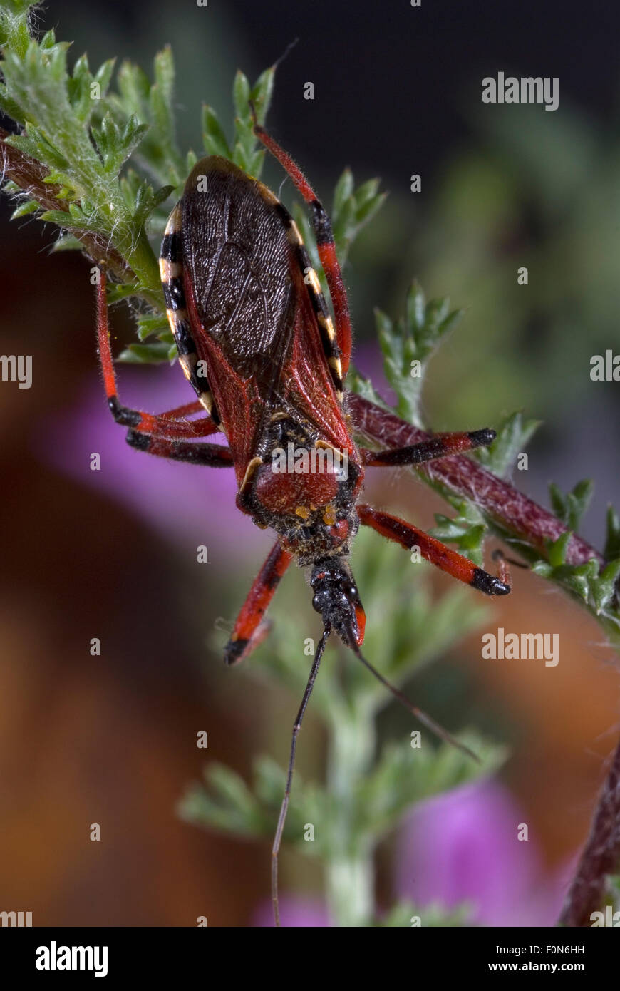 Assassin bug (Rhinocoris iracundus) on vegetation, Alentejo, Natural Park of South West Alentejano and Costa Vicentina, Portugal, June 2009 Stock Photo