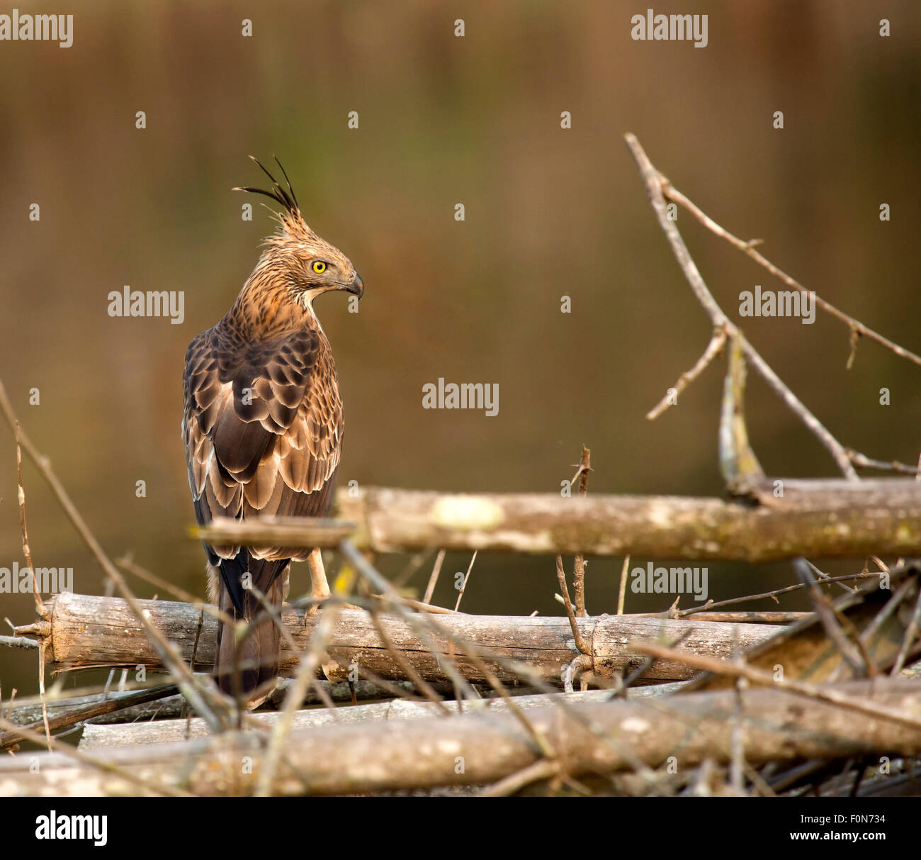 The changeable hawk-eagle or crested hawk-eagle (Nisaetus cirrhatus) Stock Photo