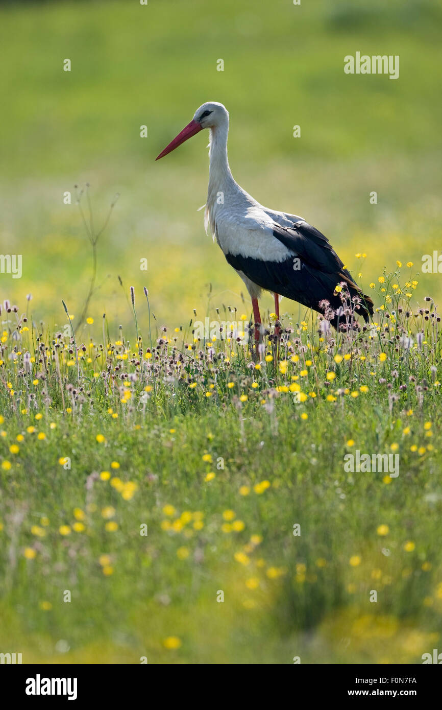 White stork (Ciconia ciconia) adult in breeding plumage, Lithuania, May 2009 Stock Photo