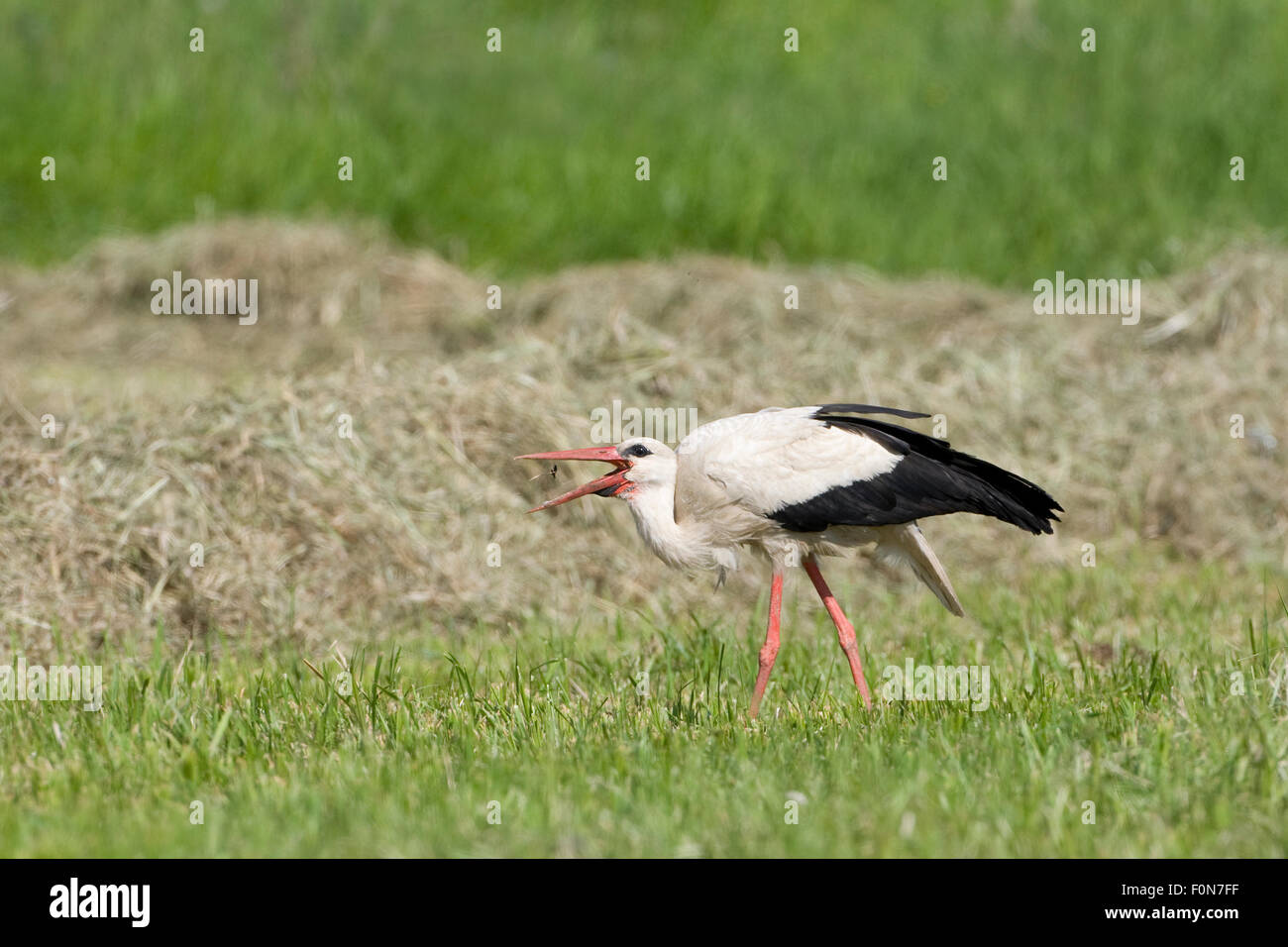 White stork (Ciconia ciconia) feeding in field of newly cut hay, Lithuania, June 2009 Stock Photo