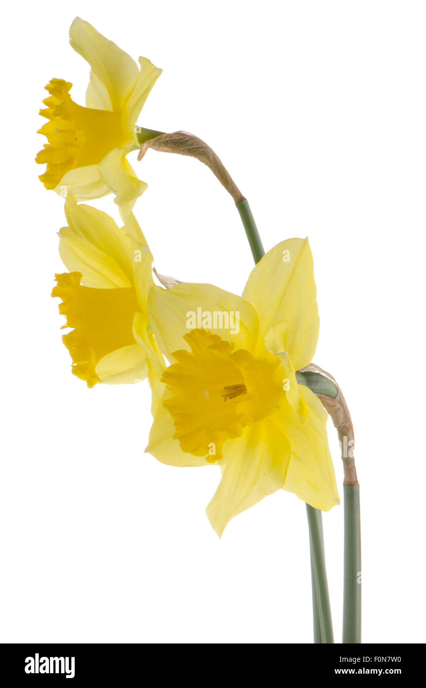 Yellow jonquil flowers isolated on white background Stock Photo Alamy