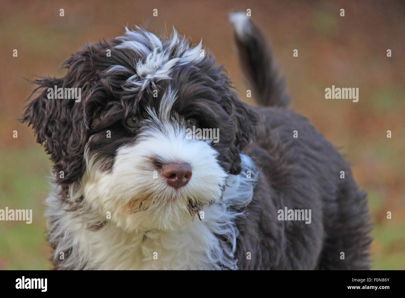 Cute Brown And White Portuguese Water Dog Puppy In Fall Stock Photo Alamy