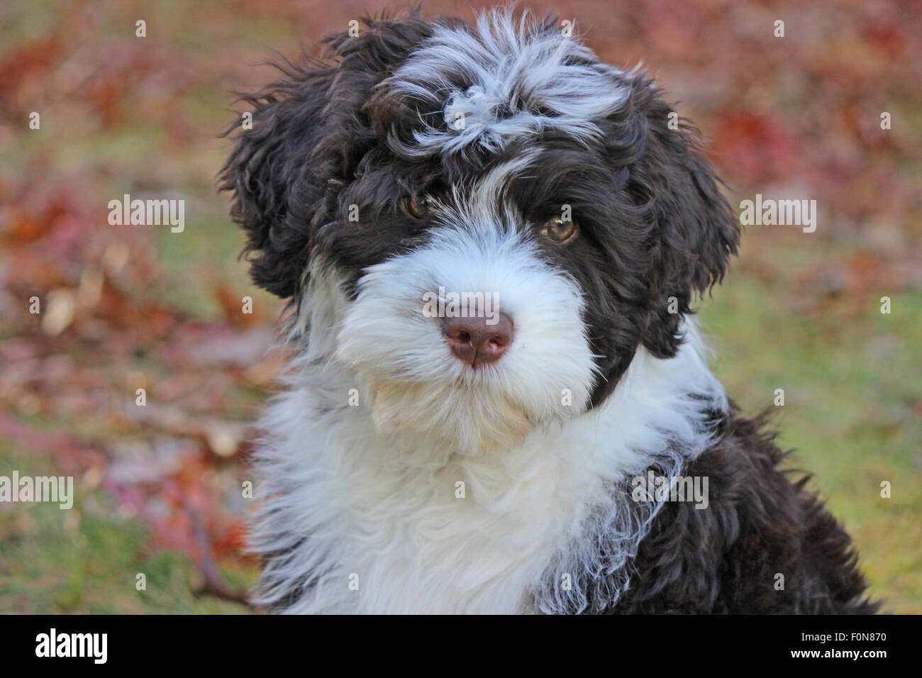 Brown And White Portuguese Water Dog Puppy In A Backyard In Fall Stock Photo Alamy