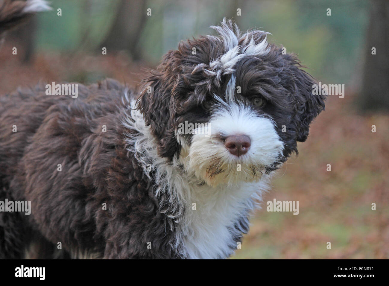 A little brown and white Portuguese water dog puppy in a backyard in Fall Stock Photo