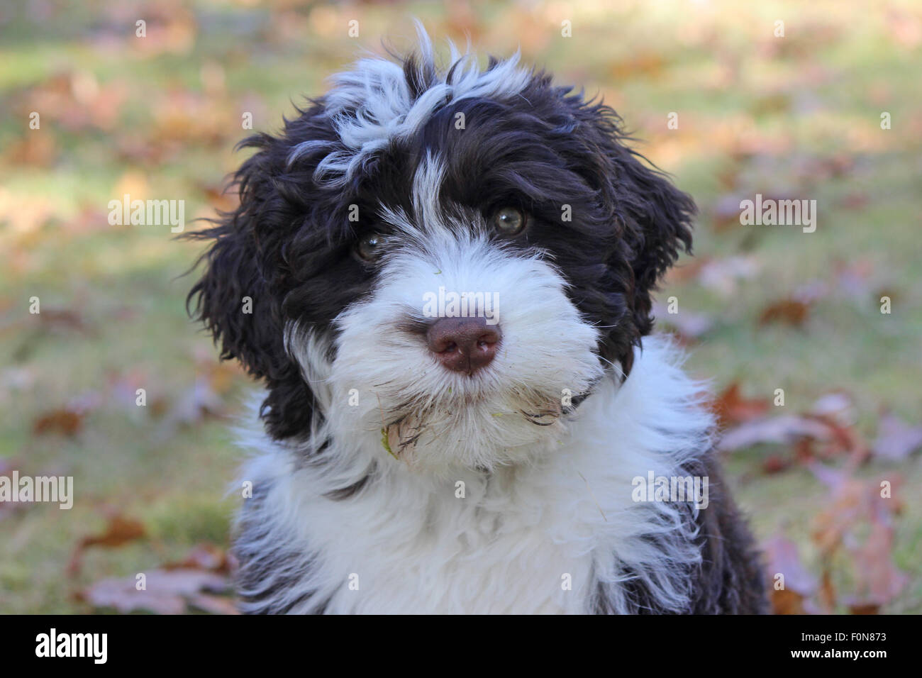 A Brown And White Portuguese Water Dog Puppy Outside In A Backyard In Stock Photo Alamy