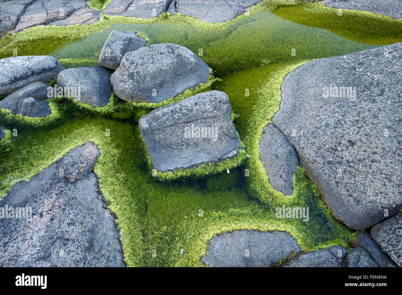 Algae growing in rock pools on rocky coast,  Långviksskär, Stockholm Archipelago, Sweden, June 2009 Stock Photo