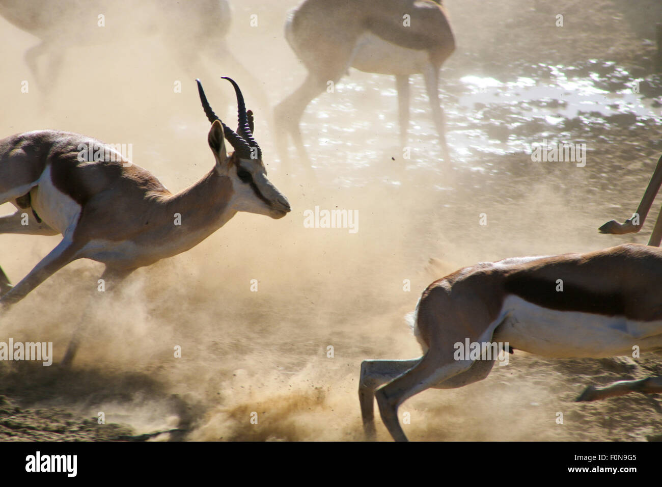 Springboks running hi-res stock photography and images - Alamy