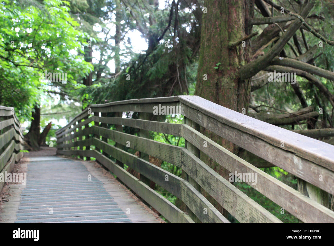 Old wooden bridge in green forest Stock Photo - Alamy