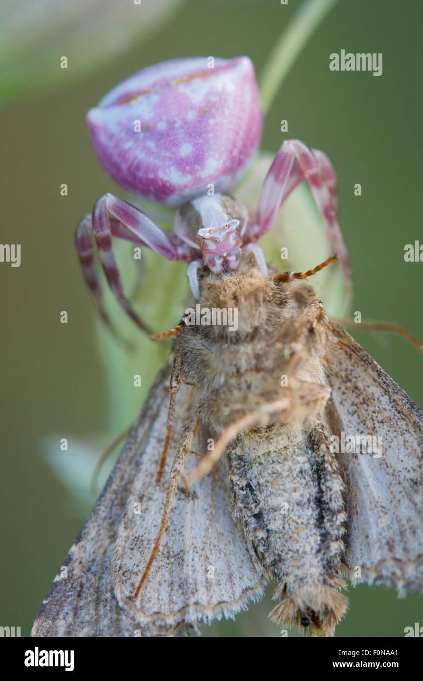 Spiders catching insects hires stock photography and images Alamy