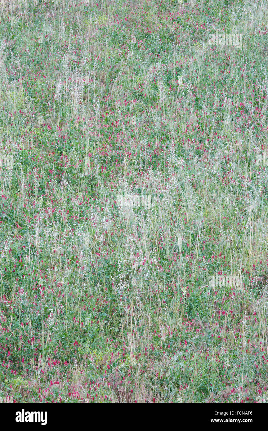 Meadow with flowering French honeysuckle (Hedysarum coronarium) San Marino, May 2009 Stock Photo