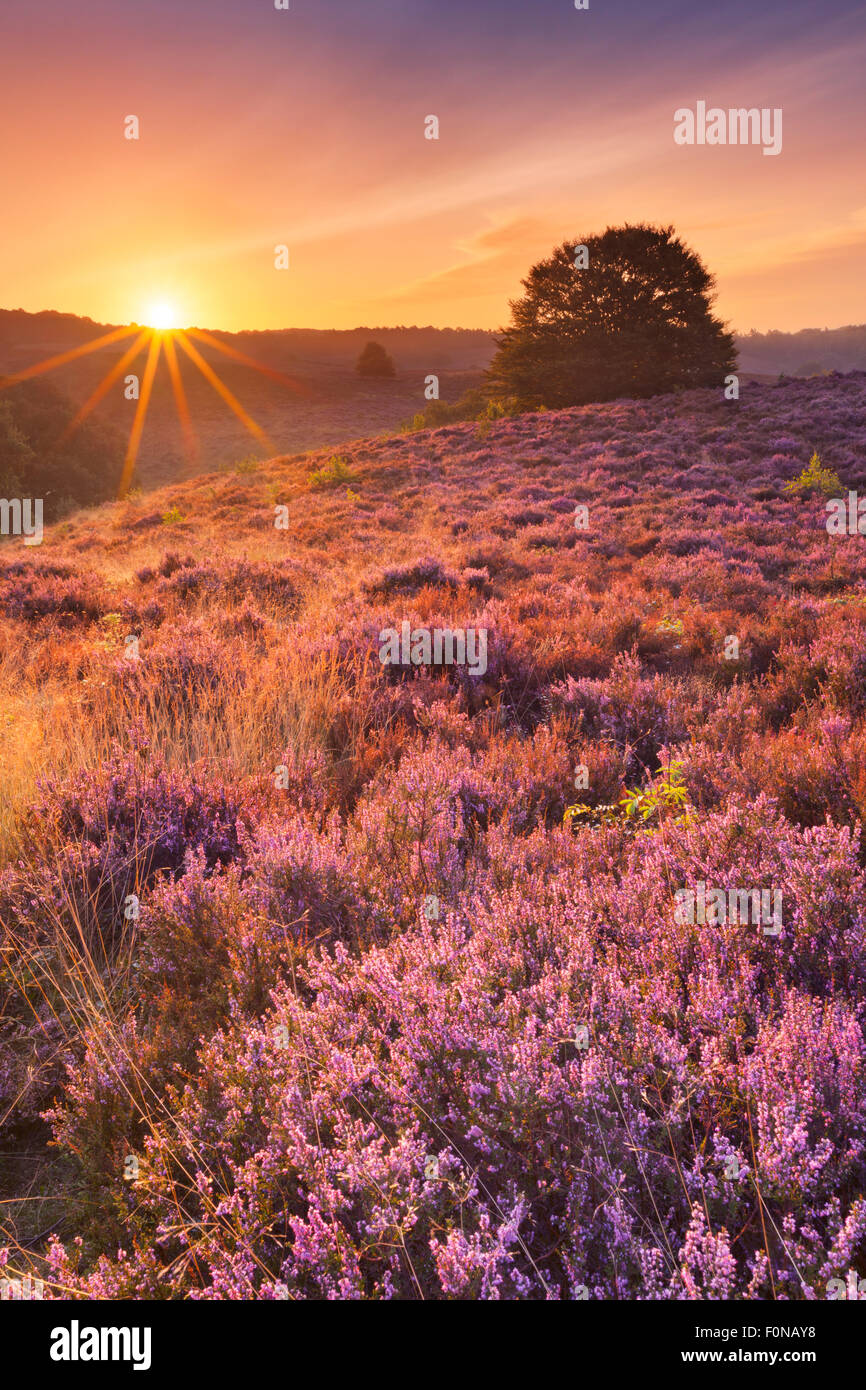 Endless hills with blooming heather at sunrise. Photographed at the Posbank in The Netherlands. Stock Photo
