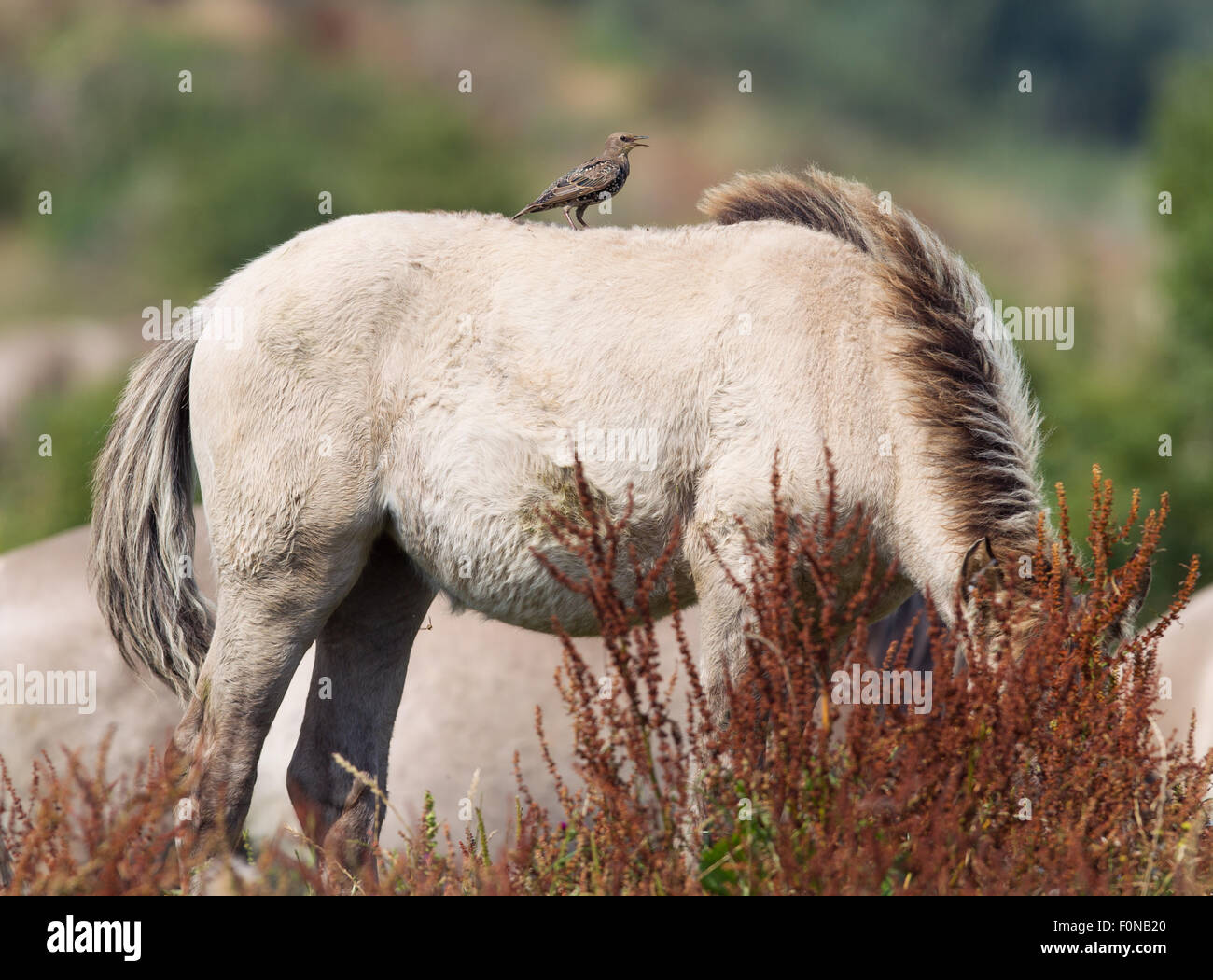 Bird sitting on Konik horse in summer Stock Photo - Alamy
