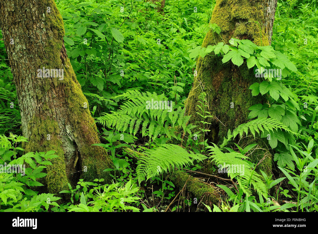 Plants Growing On The Forest Floor Kemeri National Park Latvia