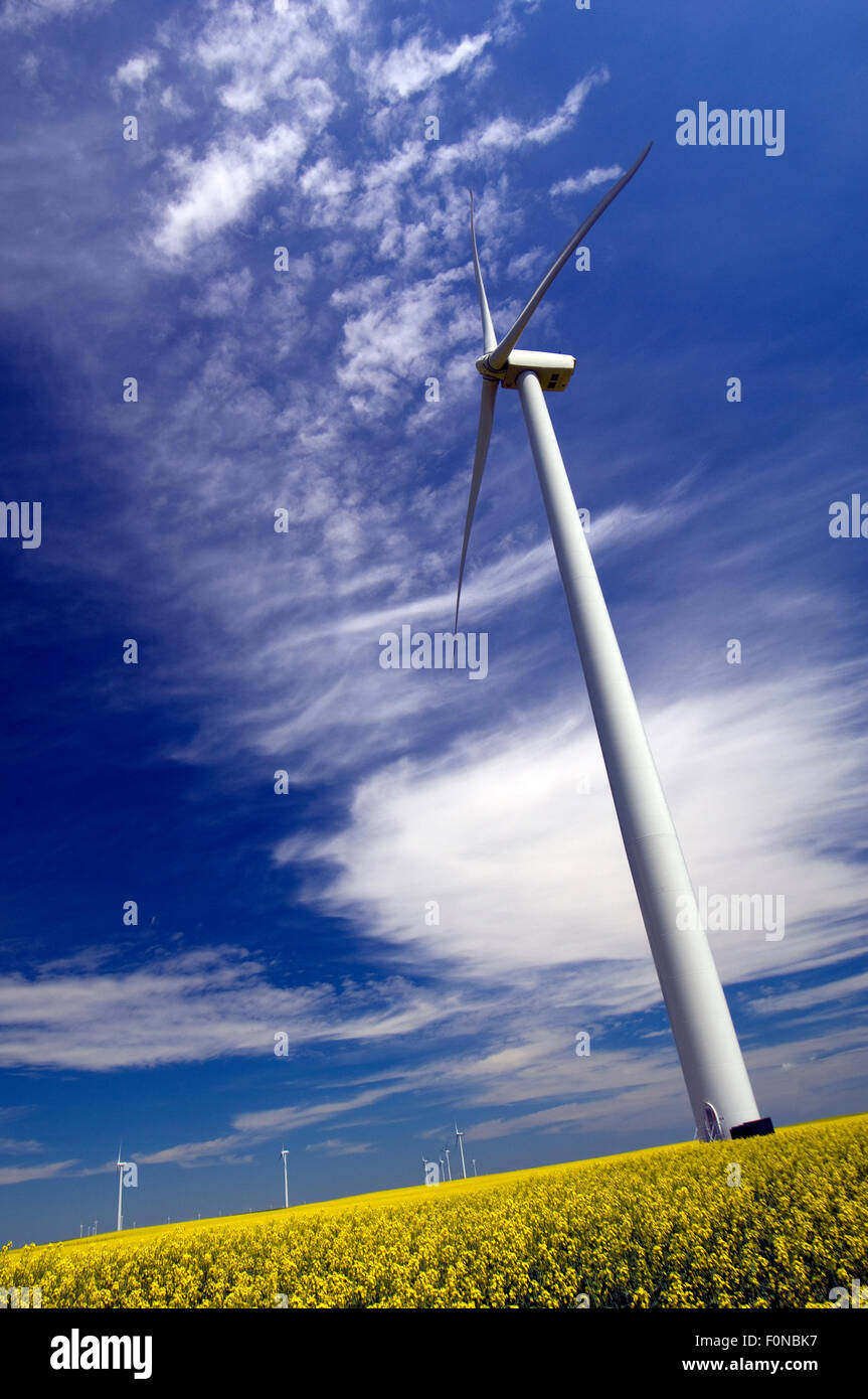 Wind turbines in canola field in North Dakota. USA. Stock Photo