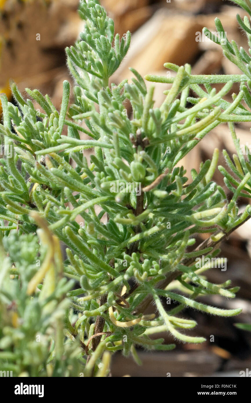 Anti-Mueckenpflanze; afrikanischer; Rosmarin; Eriocephalus; africanus; Stock Photo