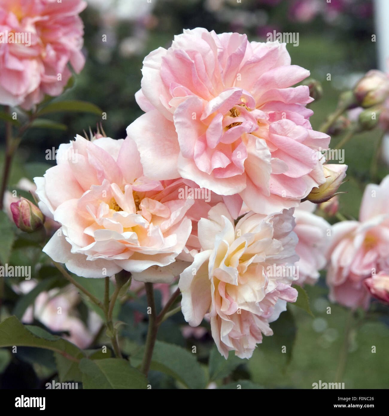 Englische Rose English Elegance Stock Photo Alamy