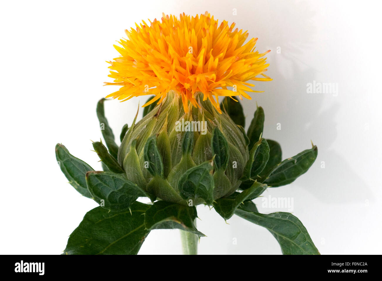 Faerberdistel, Carthamus Tinctorius Stock Photo