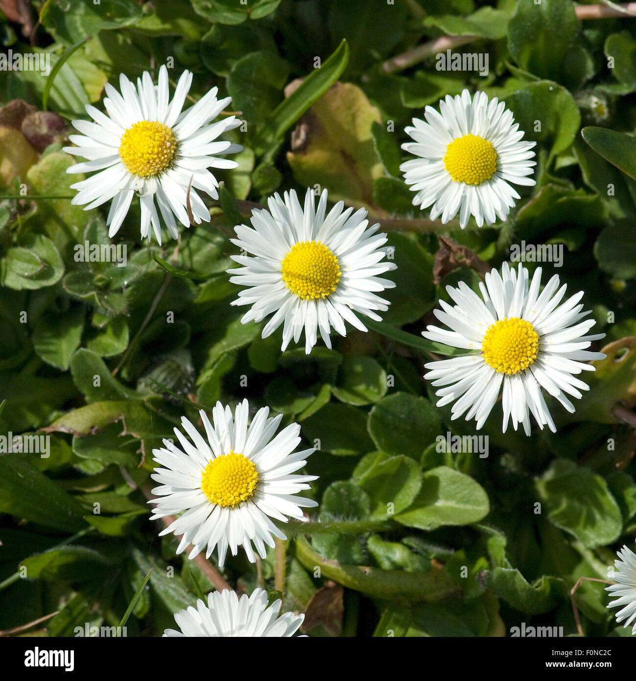 Gaensebluemchen; Bellis; Perennis; Stock Photo