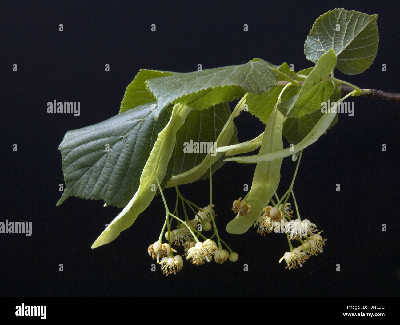Lindenblueten, Tilia platyphyllos, Stock Photo