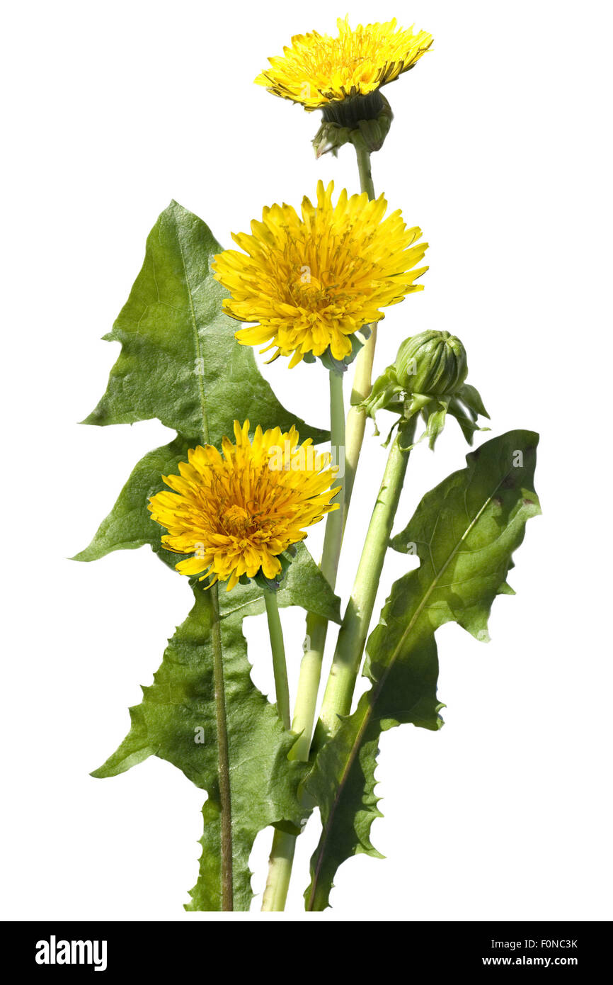 Loewenzahn; Loewenzahnbluete, Taraxacum; officinale Stock Photo Alamy