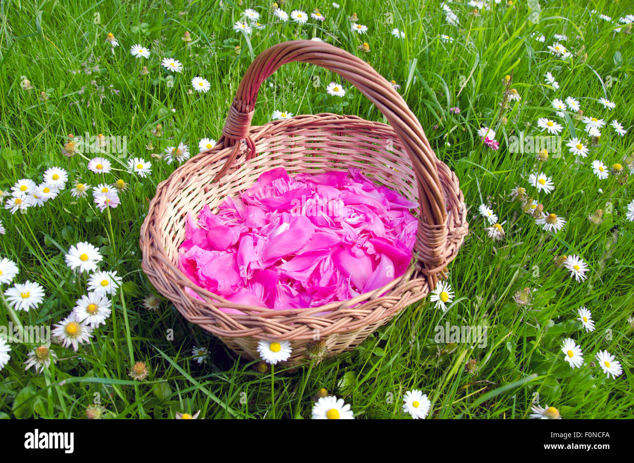 pink European peony petals in the woven wooden basket on grass Stock Photo