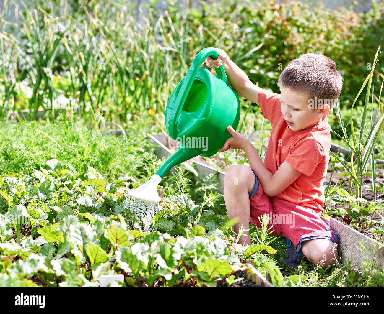 Little Boy Watering In The Vegetable Garden Stock Photo Alamy